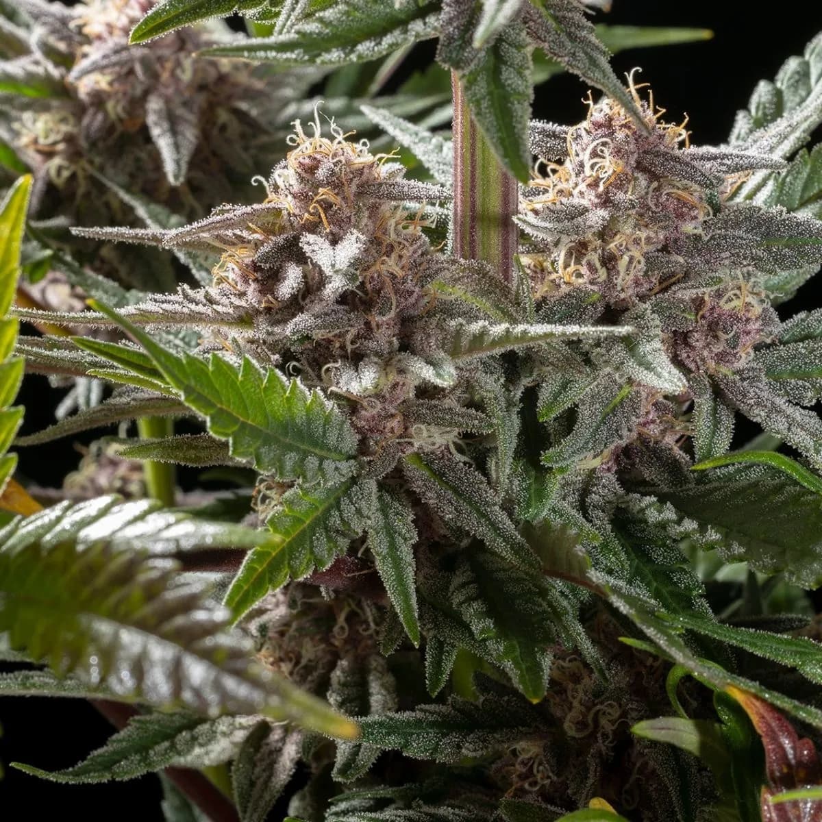 Pink Gelato