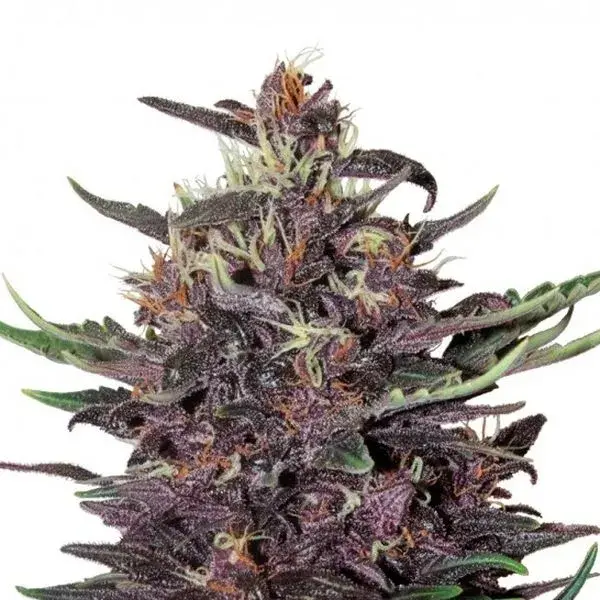 Purple Kush Auto
