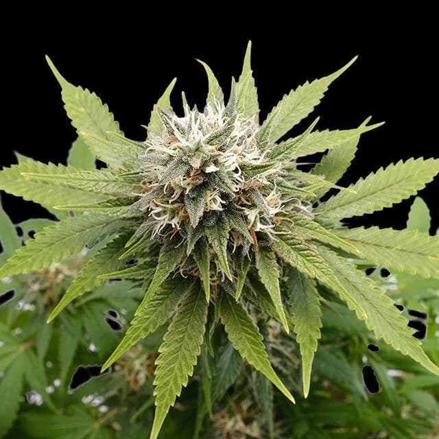 Silver Widow