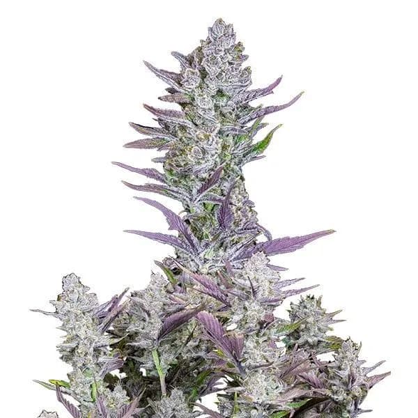 Wedding Glue