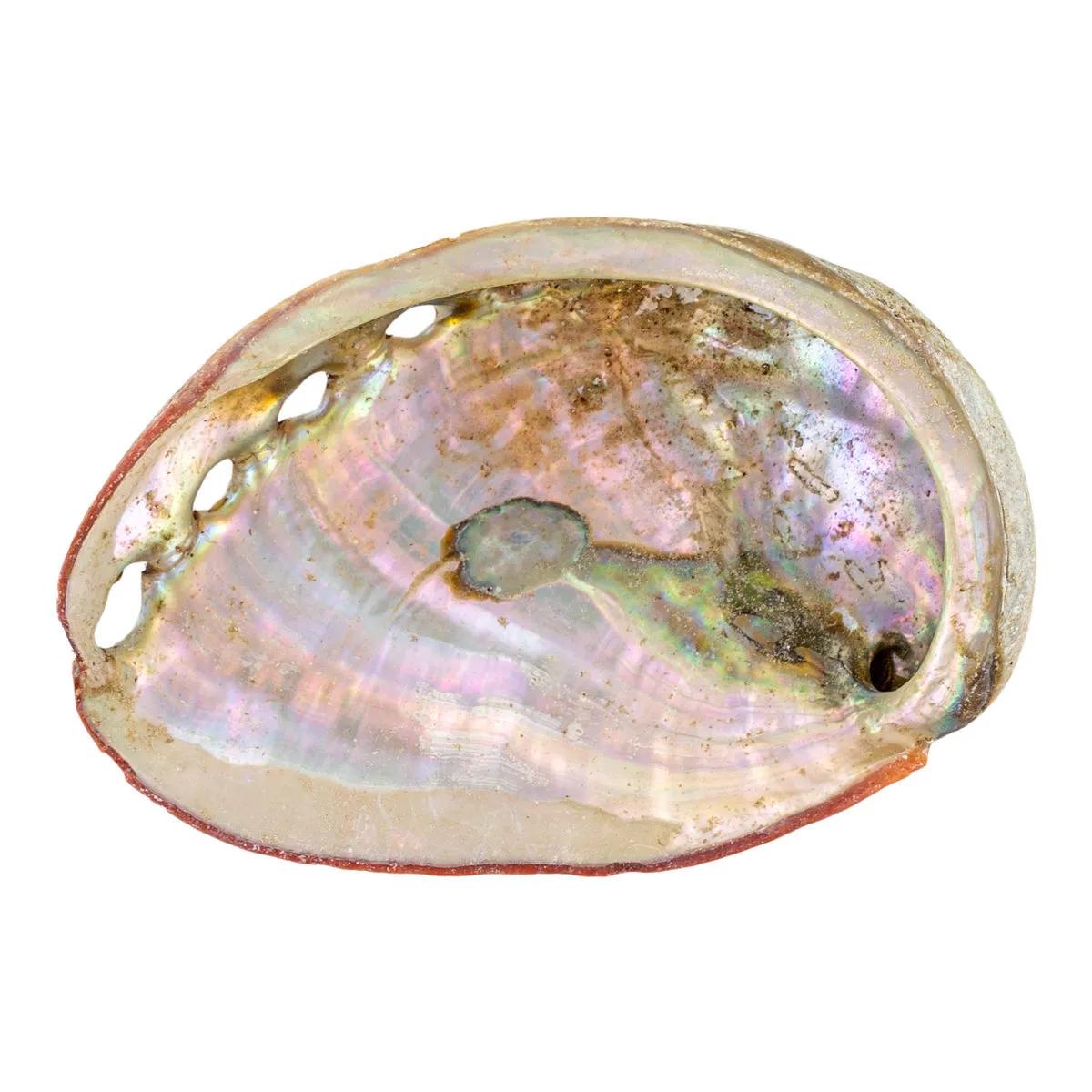 Abaloneskal