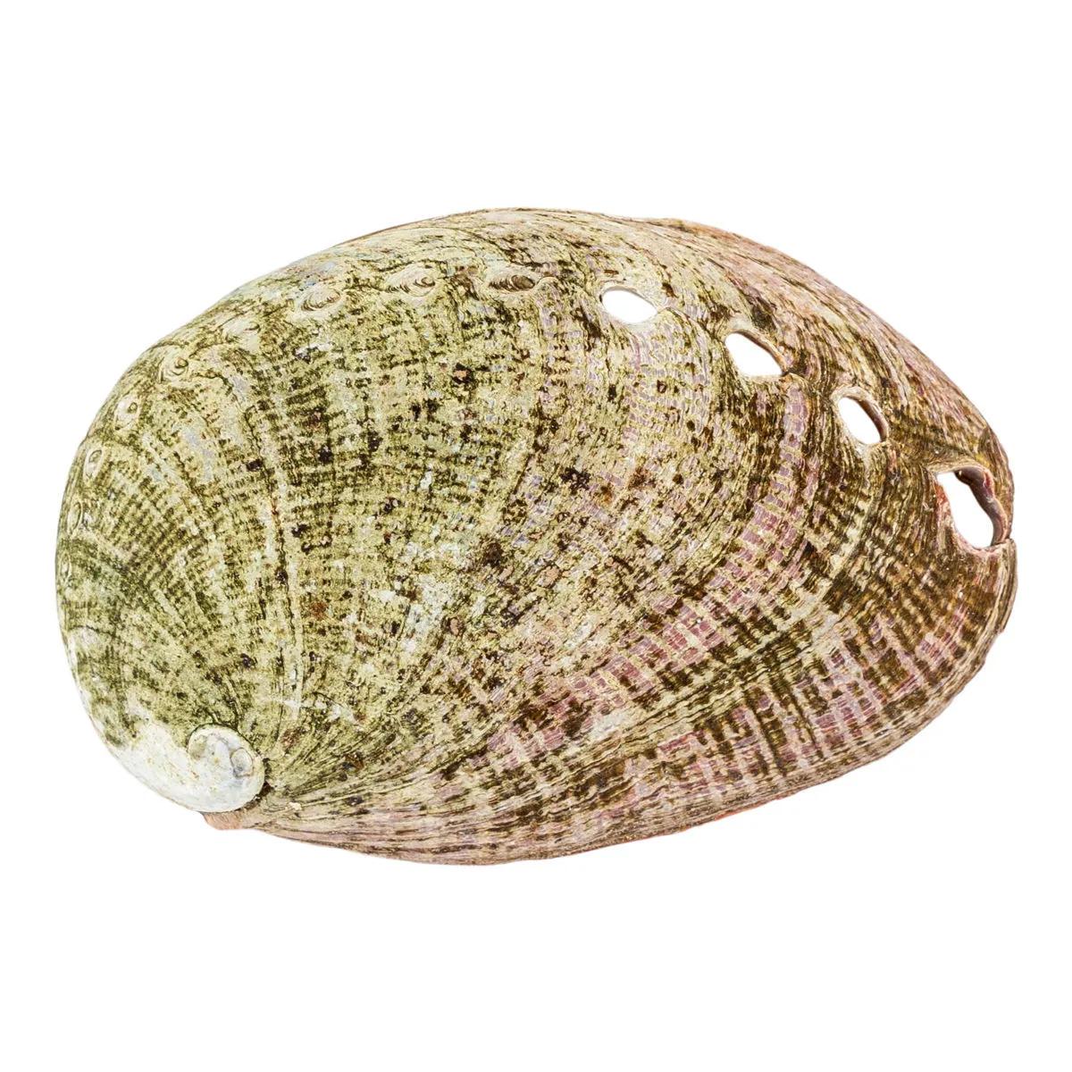 Abaloneskal
