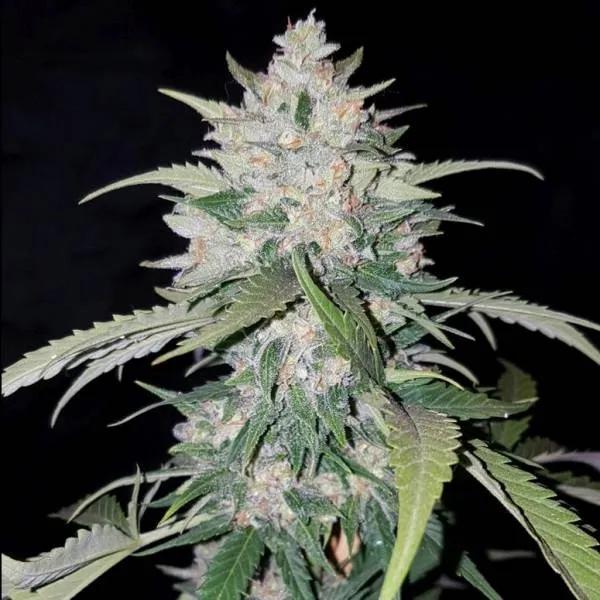 AK Full Auto