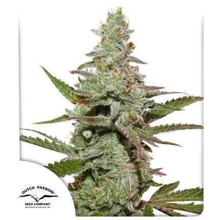 Amsterdam Amnesia