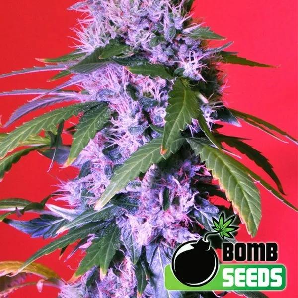 Berry Bomb