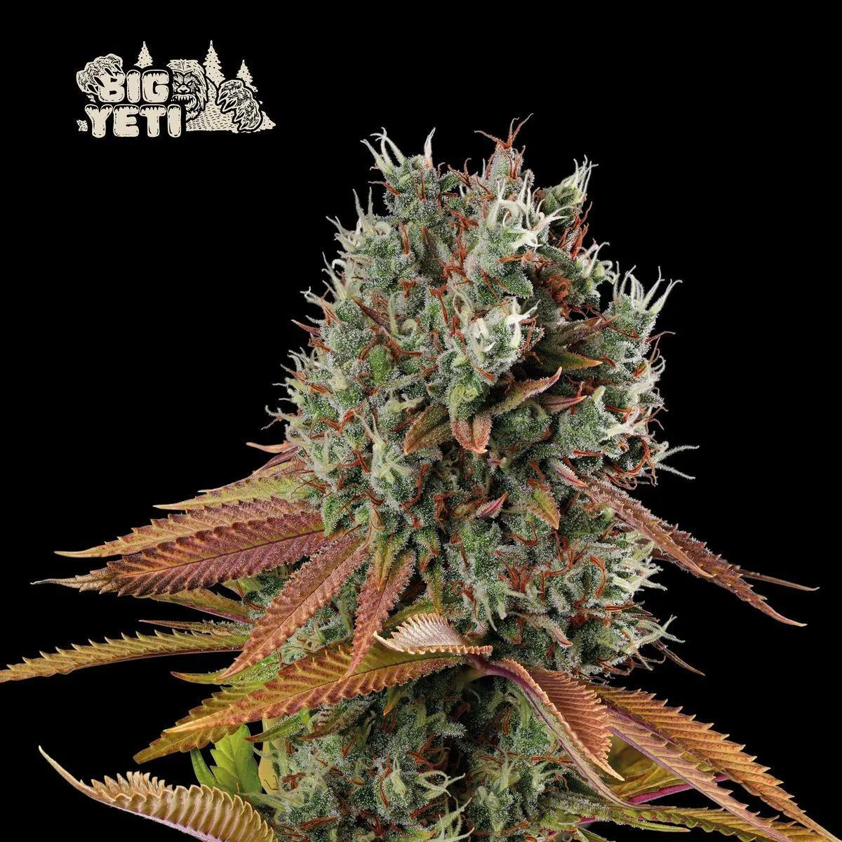 Big Yeti (Seedstockers)