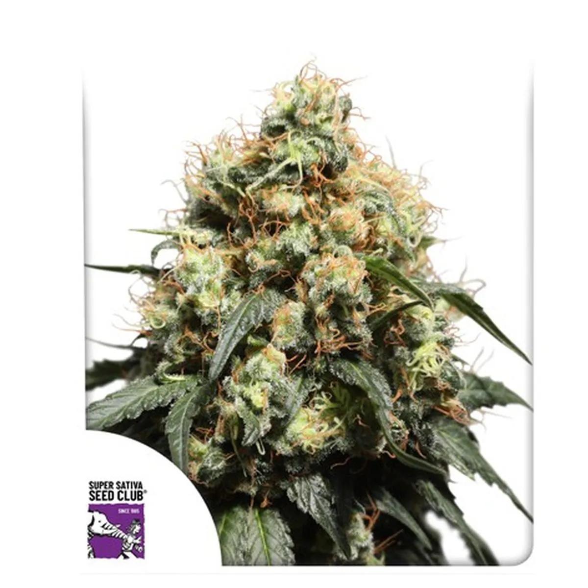 Bruce Lemon Diesel
