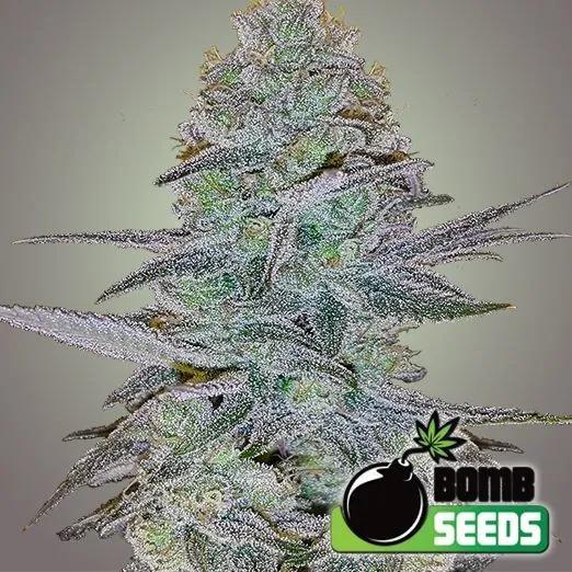 Cosmic Bomb Auto