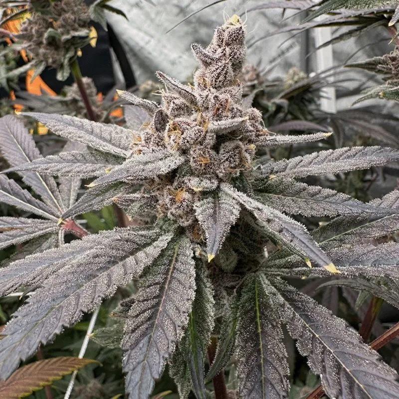Gasserole