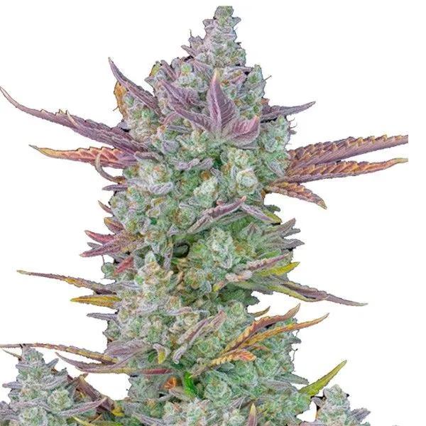 Gorilla Cookies