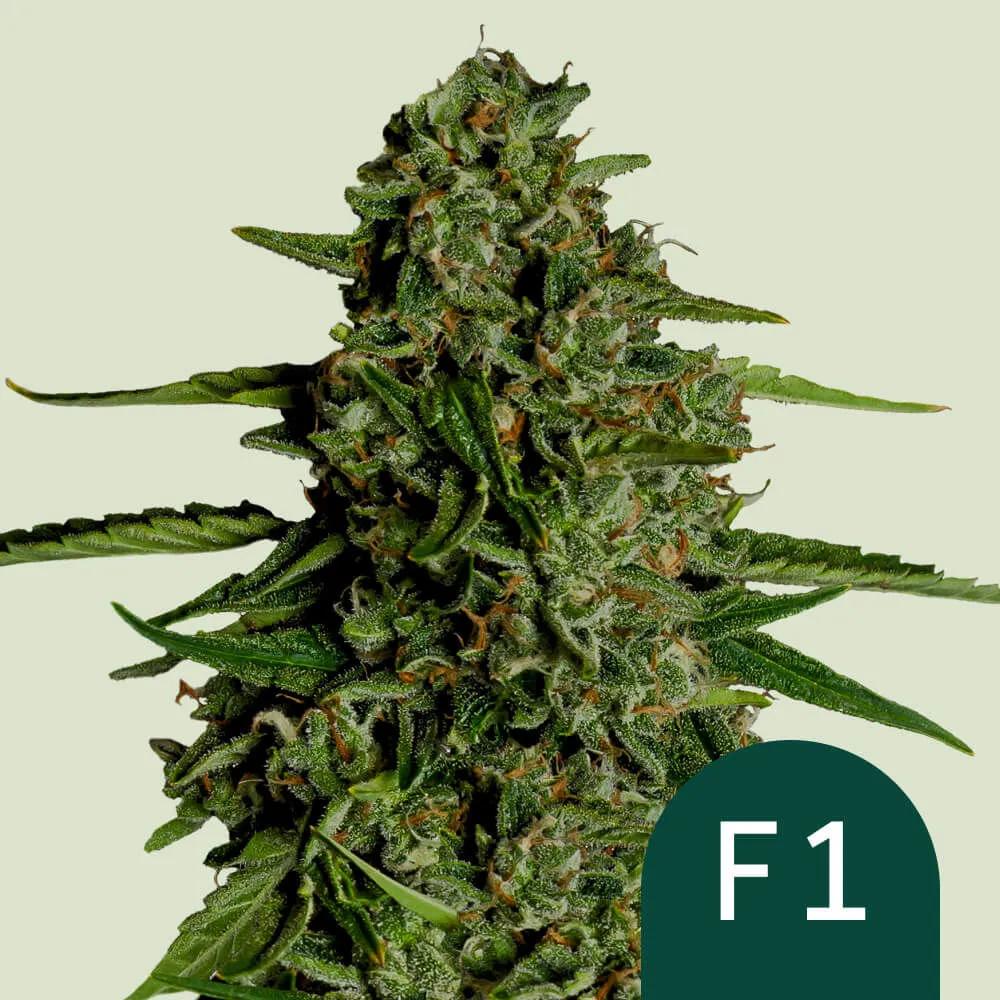 Medusa F1