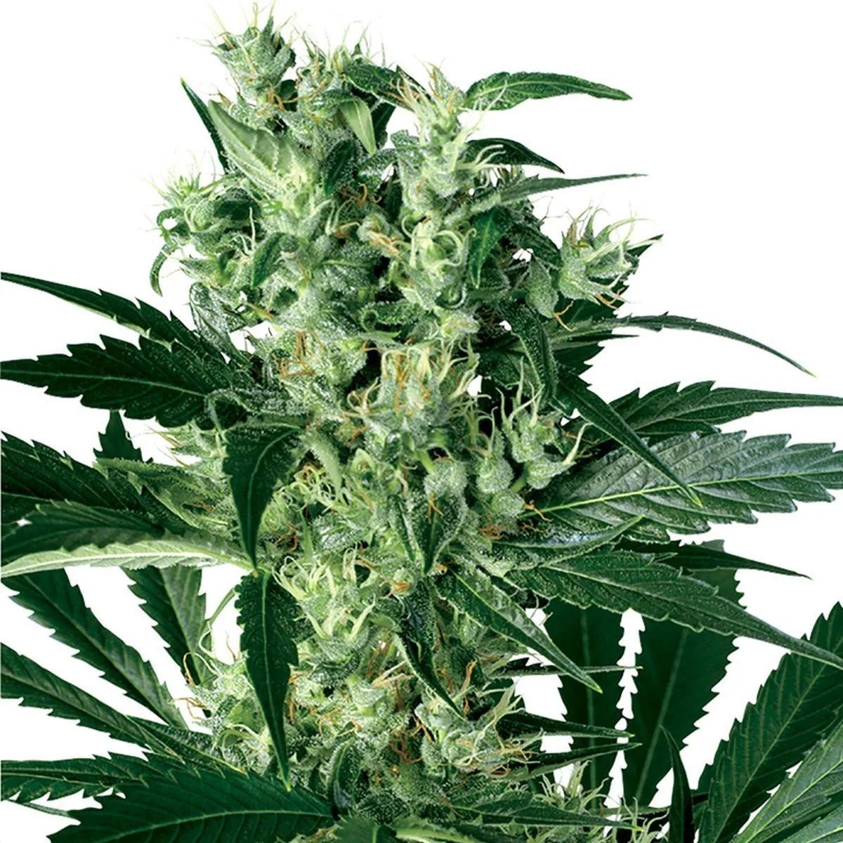 X-Haze