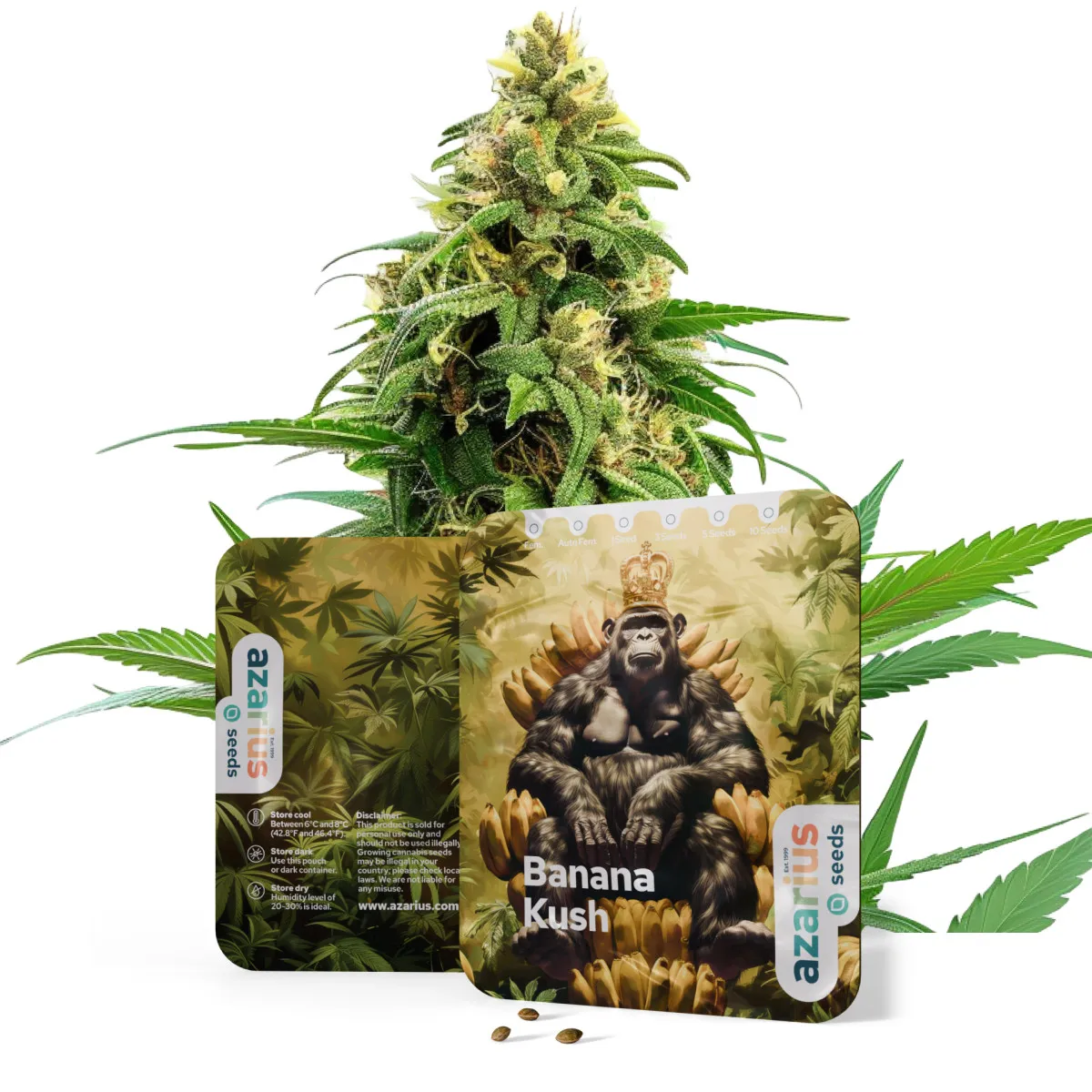 Kush