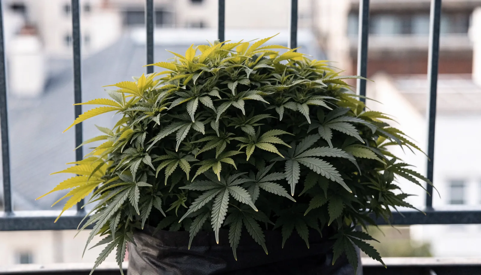 En lav buskagtig autoflowering cannabisplante der bliver under altangelænderets højde