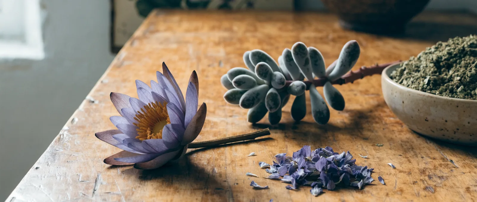 Blue lotus vs kanna: forskelle i virkning og kemi