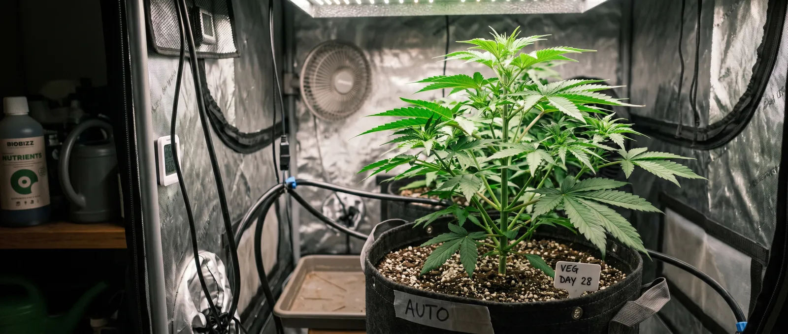 AZARIUS · Cannabis Vegetative Stage