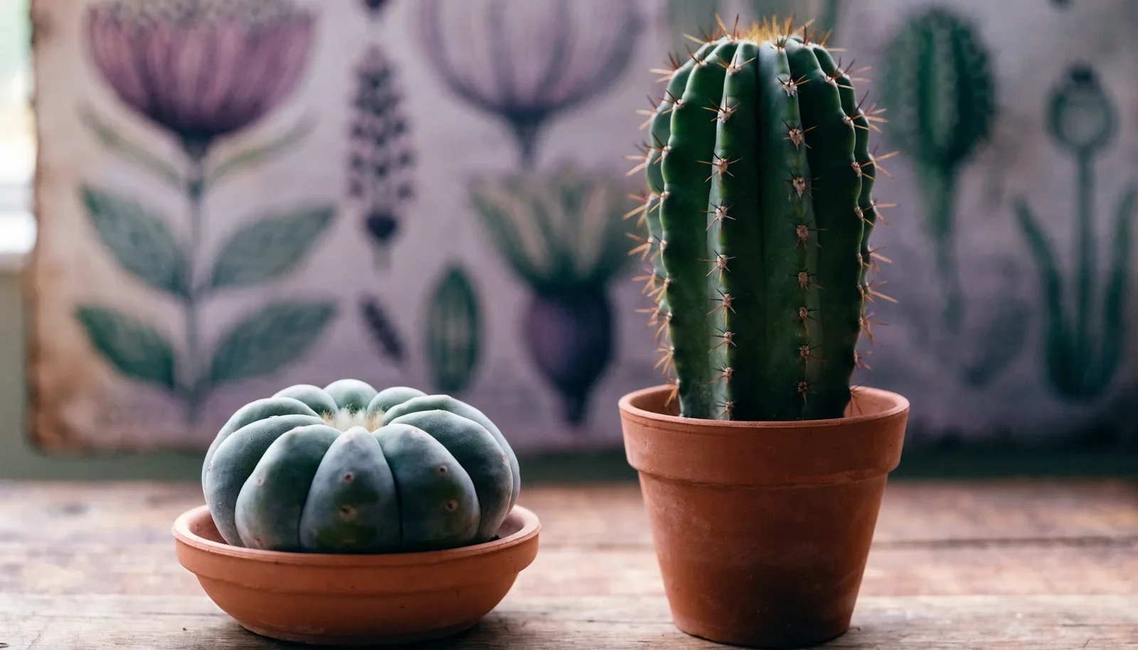 Peyote vs San Pedro: forskellene