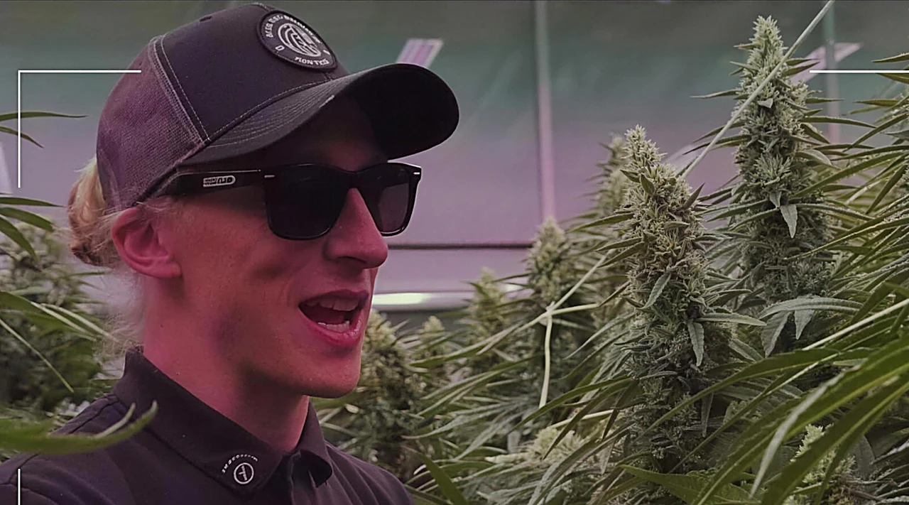 AZARIUS · Strukturelle træk: derfor tæller solide stængler i cannabisforædling