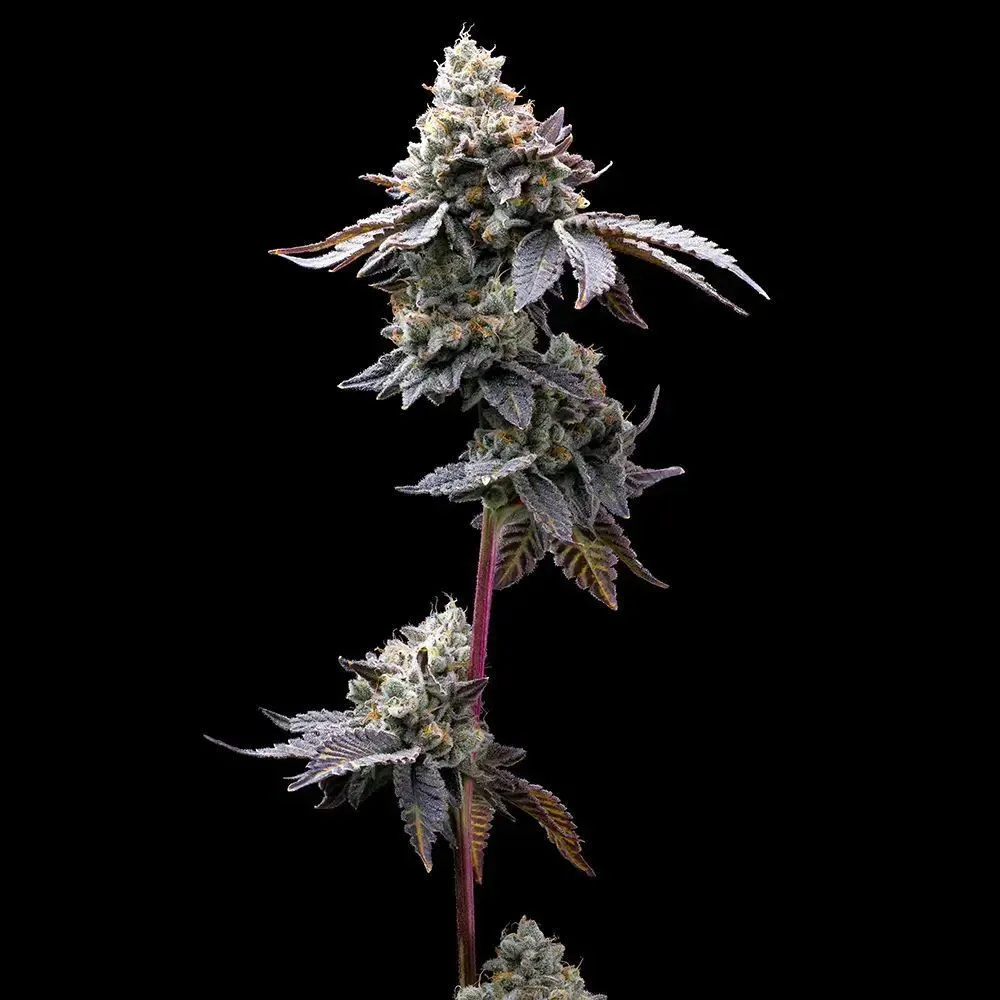 GMO