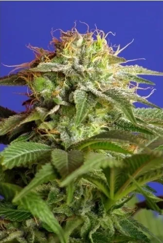 Green Poison — billede 2